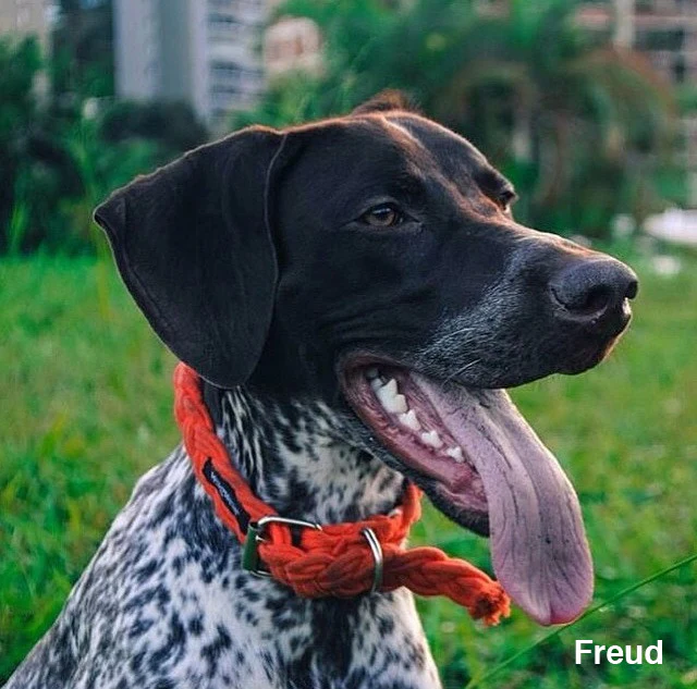 Braided Fisherman Collar and Leash (sold separately) - Image 3