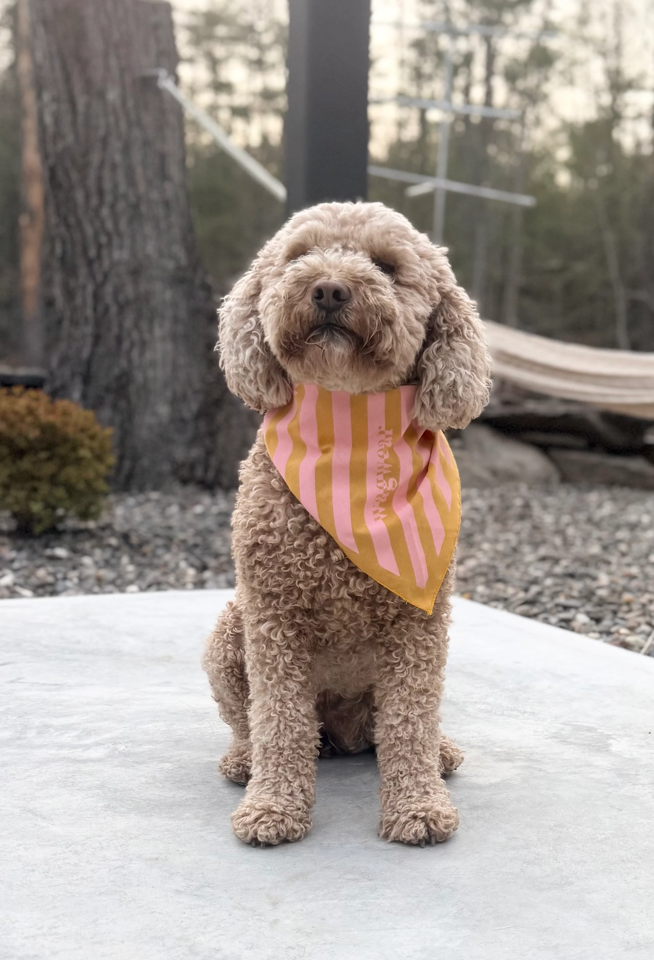 Print Check or Stripe Bandanas - Image 3
