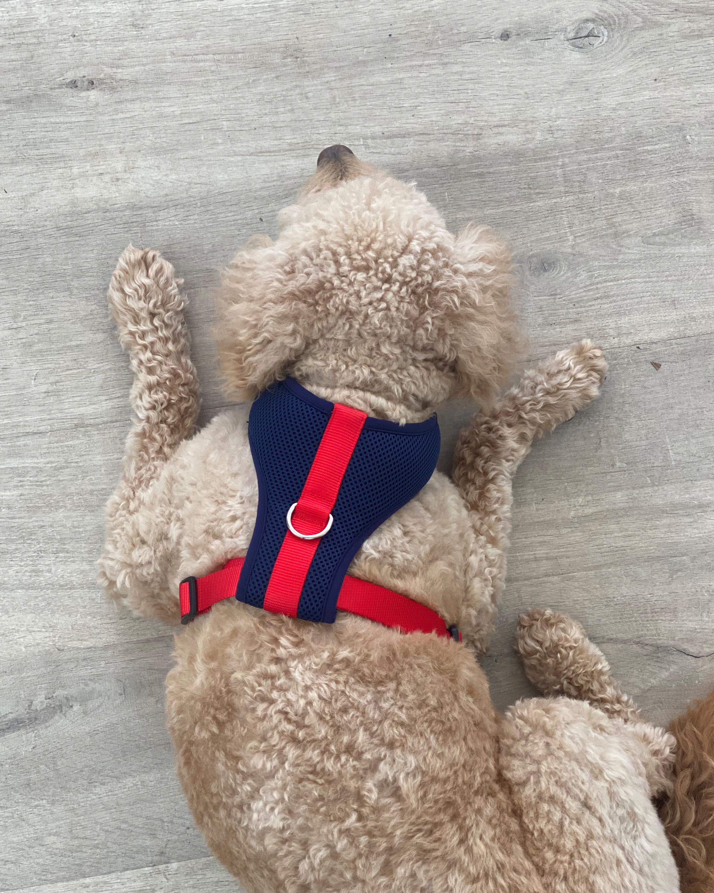 Color-Block Padded Harness - Image 10