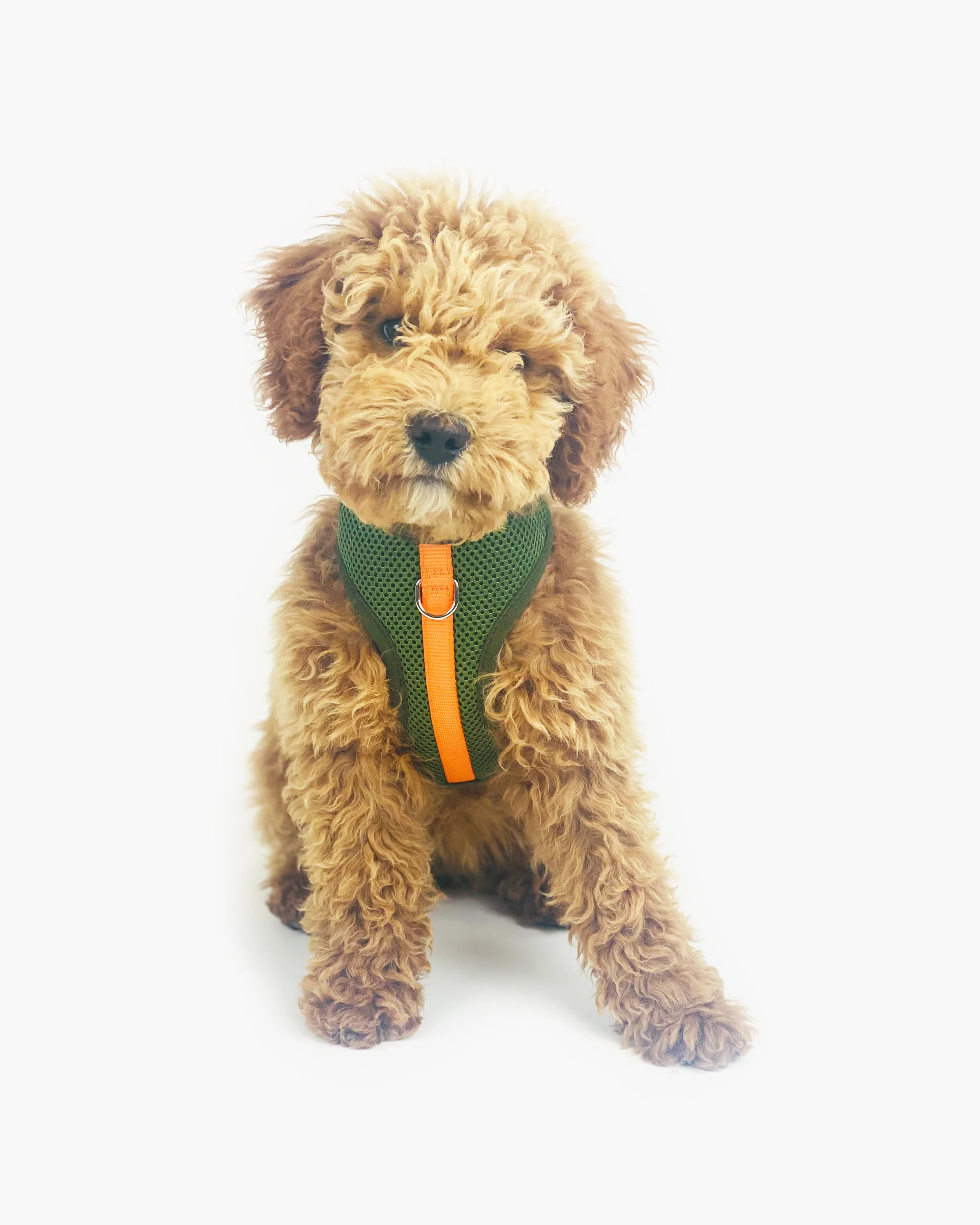 Color-Block Padded Harness - Image 2