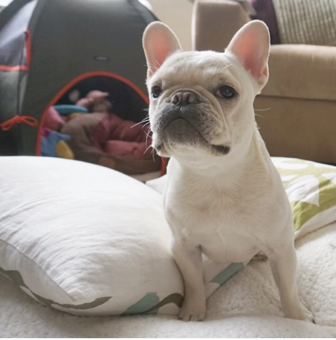 Pup Tent Hound Lounge - Image 3