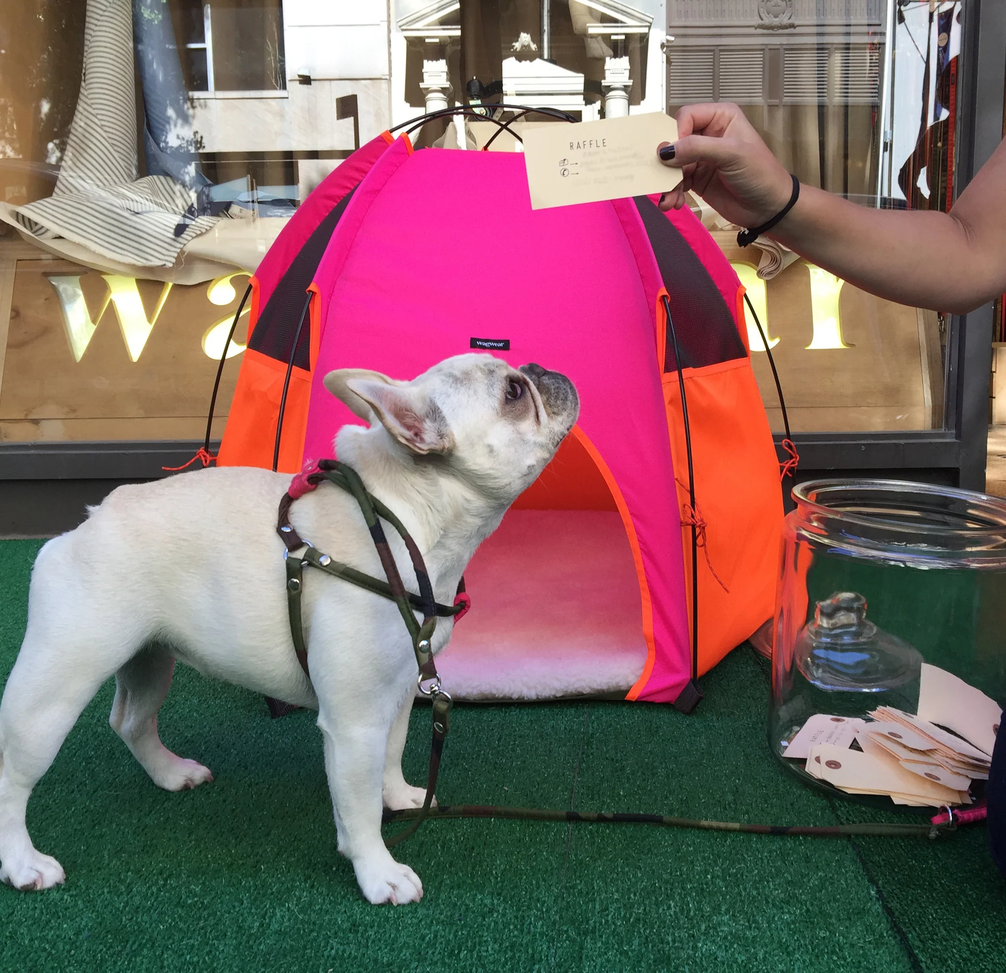Pup Tent Hound Lounge - Image 4