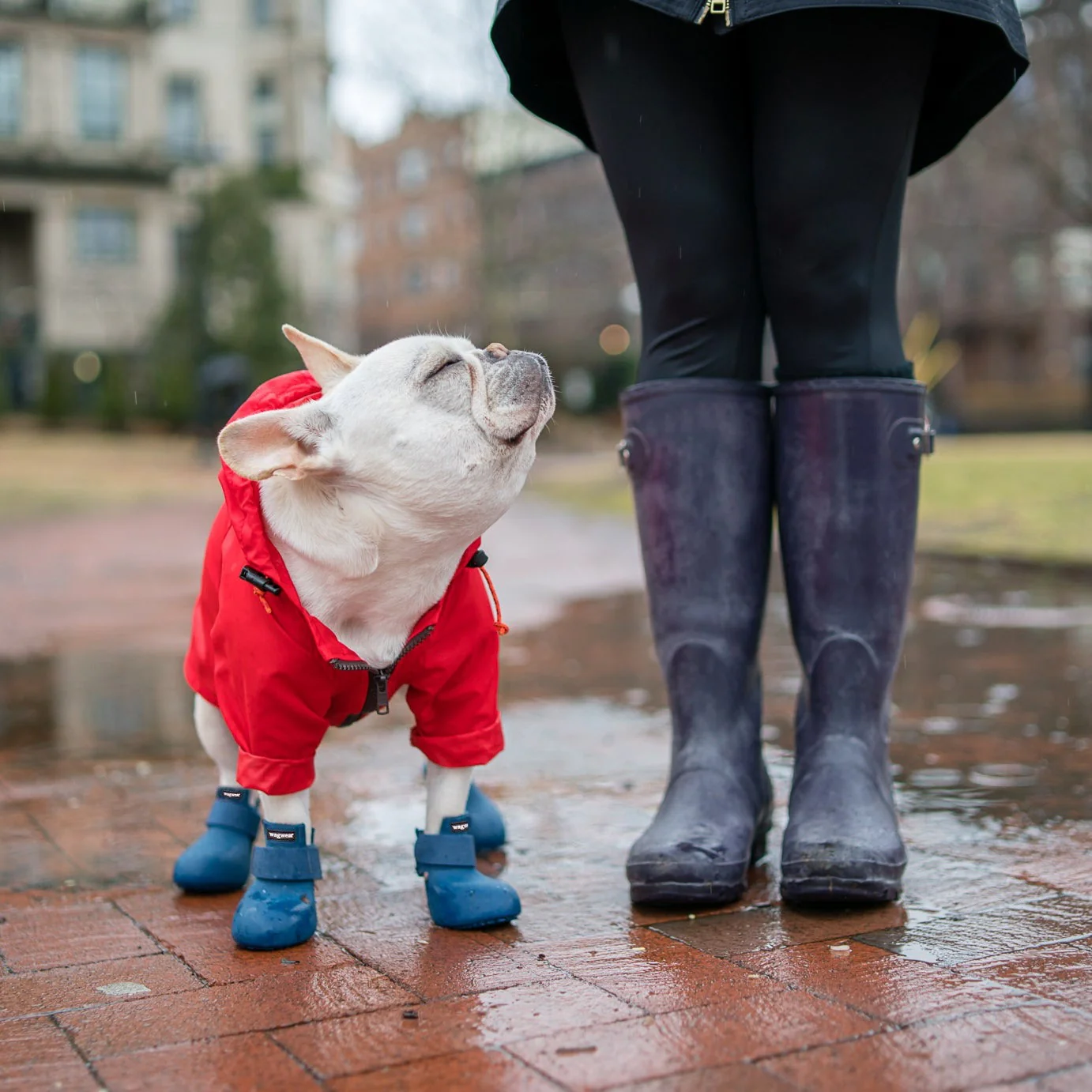 WagWellies® by wagwear - Image 14